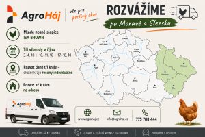Rozvoz nosných slepiček